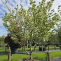 Cornus kousa 'Milky Way' - 1