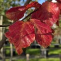 Parrotia persica - 3