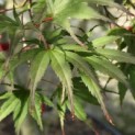 Acer palmatum Masu-kagami - 1
