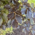 Fagus sylvatica 'Atropunicea' - Foto 1