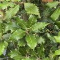 Quercus ilex - 2
