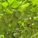 Parrotia persica 'Vanessa' - Foto 6
