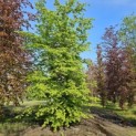 Carpinus betulus - 1