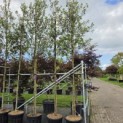 Quercus ilex - Foto 2