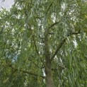 Salix x sepulcralis 'Chrysocoma' - Foto 1