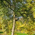 Acer palmatum - Foto 2