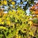 Acer palmatum - Foto 1