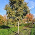Acer palmatum - Foto 3