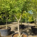 Ginkgo biloba - Foto 5