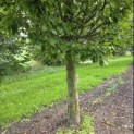 Carpinus betulus 'Frans Fontaine' - 1