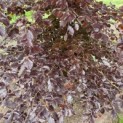 Fagus sylvatica 'Atropunicea' - 2