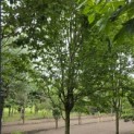 Carpinus betulus 'Frans Fontaine'   (Fastigiata) - 2