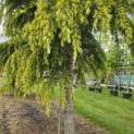Cedrus deodara 'Aurea' - 8
