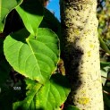 Idesia Polycarpa - Afbeelding 1059 blad en stam in sept 2022