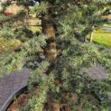 Cedrus libani - Foto 4