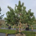 Pinus sylvestris - 2