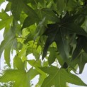 Liquidambar styraciflua - 5