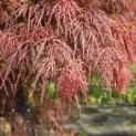 Acer palmatum 'Dragon's fire' - Foto 5