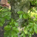 Fagus sylvatica - 3