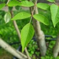 Aralia elata - Foto 3