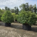 Prunus Lusitanica - Foto 3