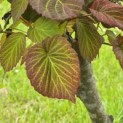 Davidia involucrata - 4