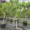Ficus carica - 1