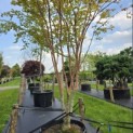 Acer palmatum 'Sangokaku' - Foto 3