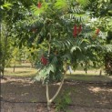 Rhus typhina - 1