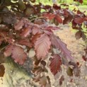 Fagus sylvatica 'Atropunicea' - Foto 4