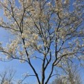 Amelanchier lamarckii - 6 april 2026