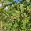 Cercidiphyllum japonicum - 1