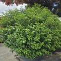 Prunus Lusitanica - Foto 2