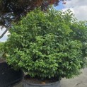 Prunus Lusitanica - Foto 3