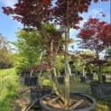 Acer palmatum 'Bloodgood' - 3