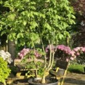 Aesculus x carnea 'Briotii' - 3