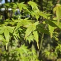 Acer palmatum - 4