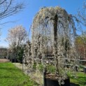 Prunus subhirtella 'Pendula' - 5 april 2023