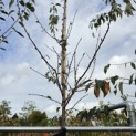 Prunus dulcis - Foto 2