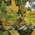 Acer Triflorum - Foto 1