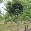 Parrotia persica 'Vanessa' - Foto 3