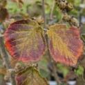 Hamamelis x intermedia 'Feuerzauber' - Foto 3
