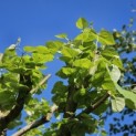 Tilia Tomentosa - 1