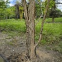 Acer Triflorum - Foto 4