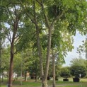 Gymnocladus dioica - Foto 3