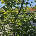 Parrotia persica - 2