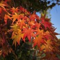 Acer palmatum 'Polymorphum' - Foto 2