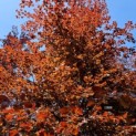 Fagus sylvatica 'Atropunicea' - 1