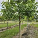 Liquidambar styraciflua - 2