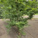 Carpinus betulus - 1